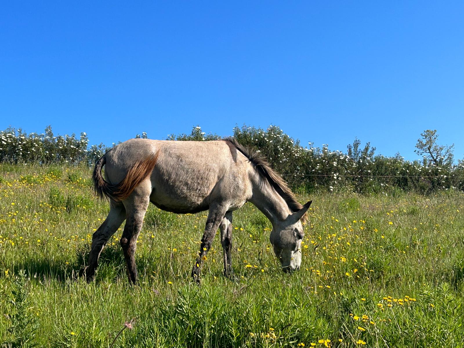 Animals at Herdade De'Vil