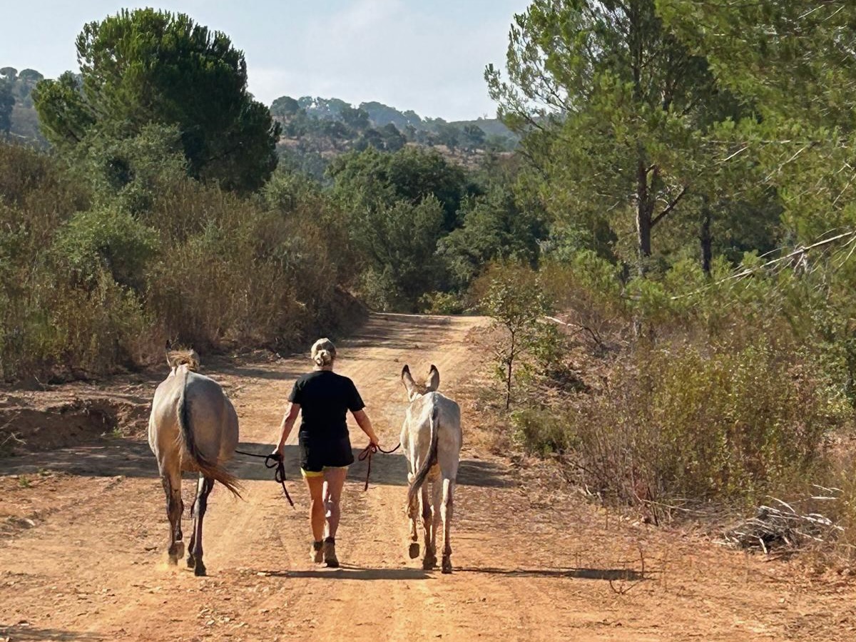 Farm animals at the property