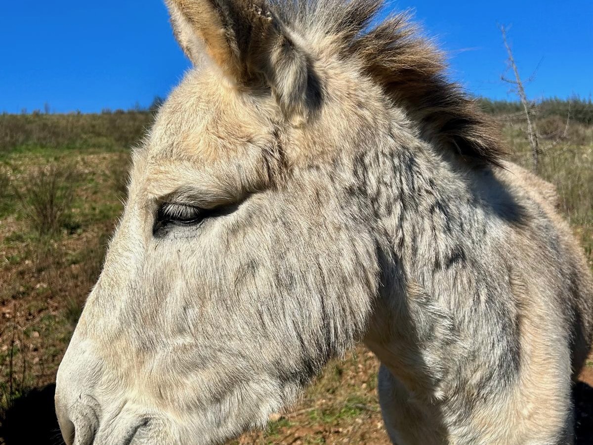 Donkey and other animals