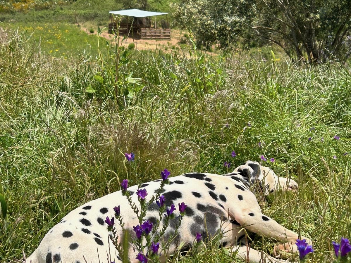 Herdade De'Vil landscape