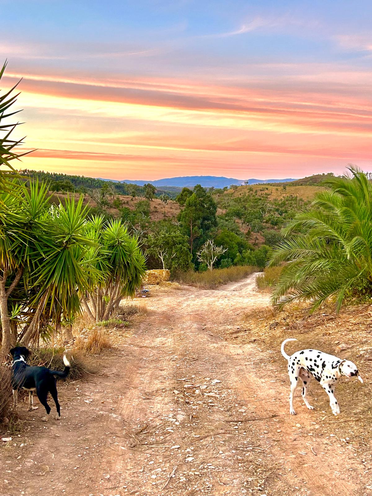 Fields and sky at the farm