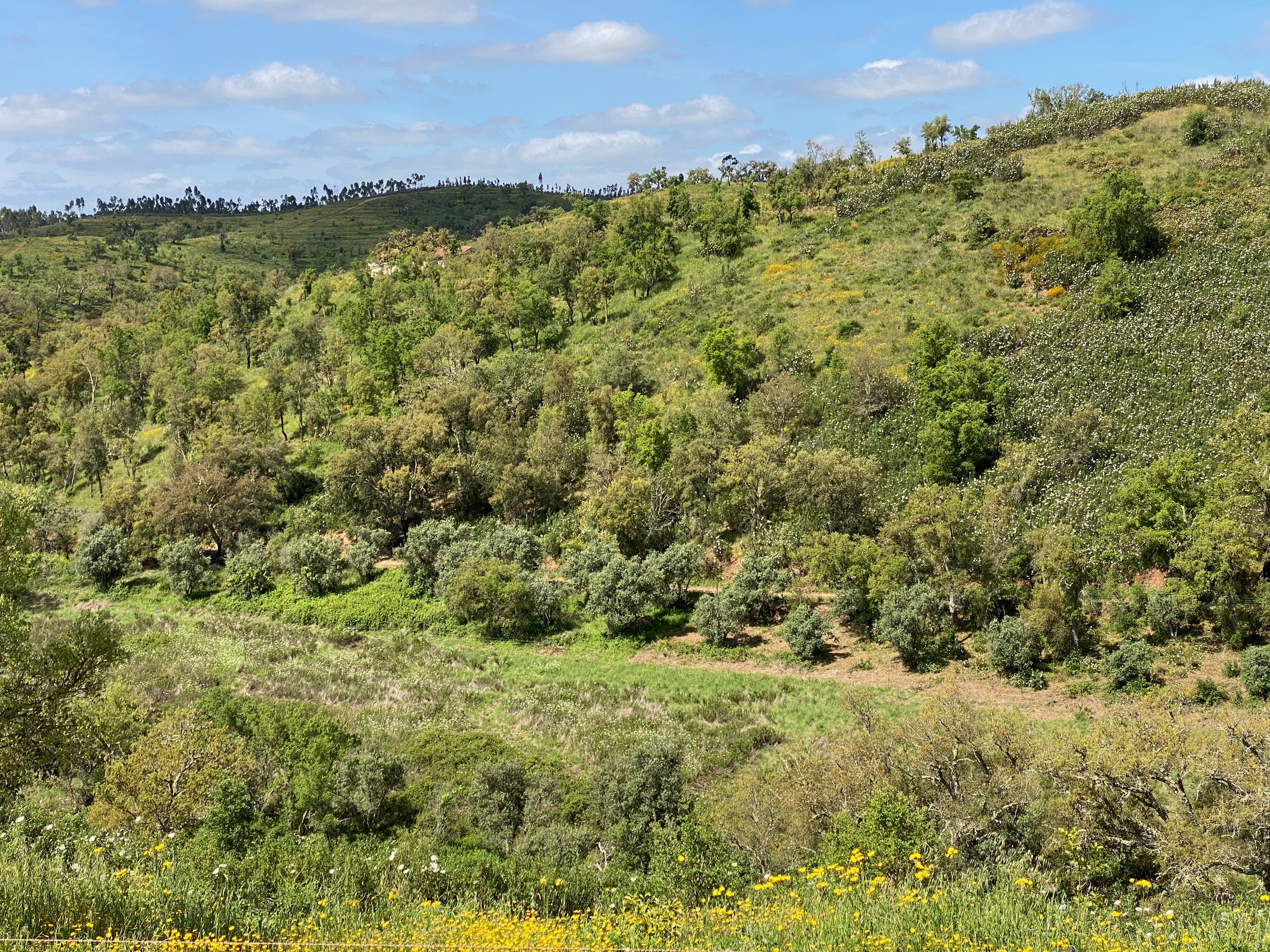 Communal areas and landscape