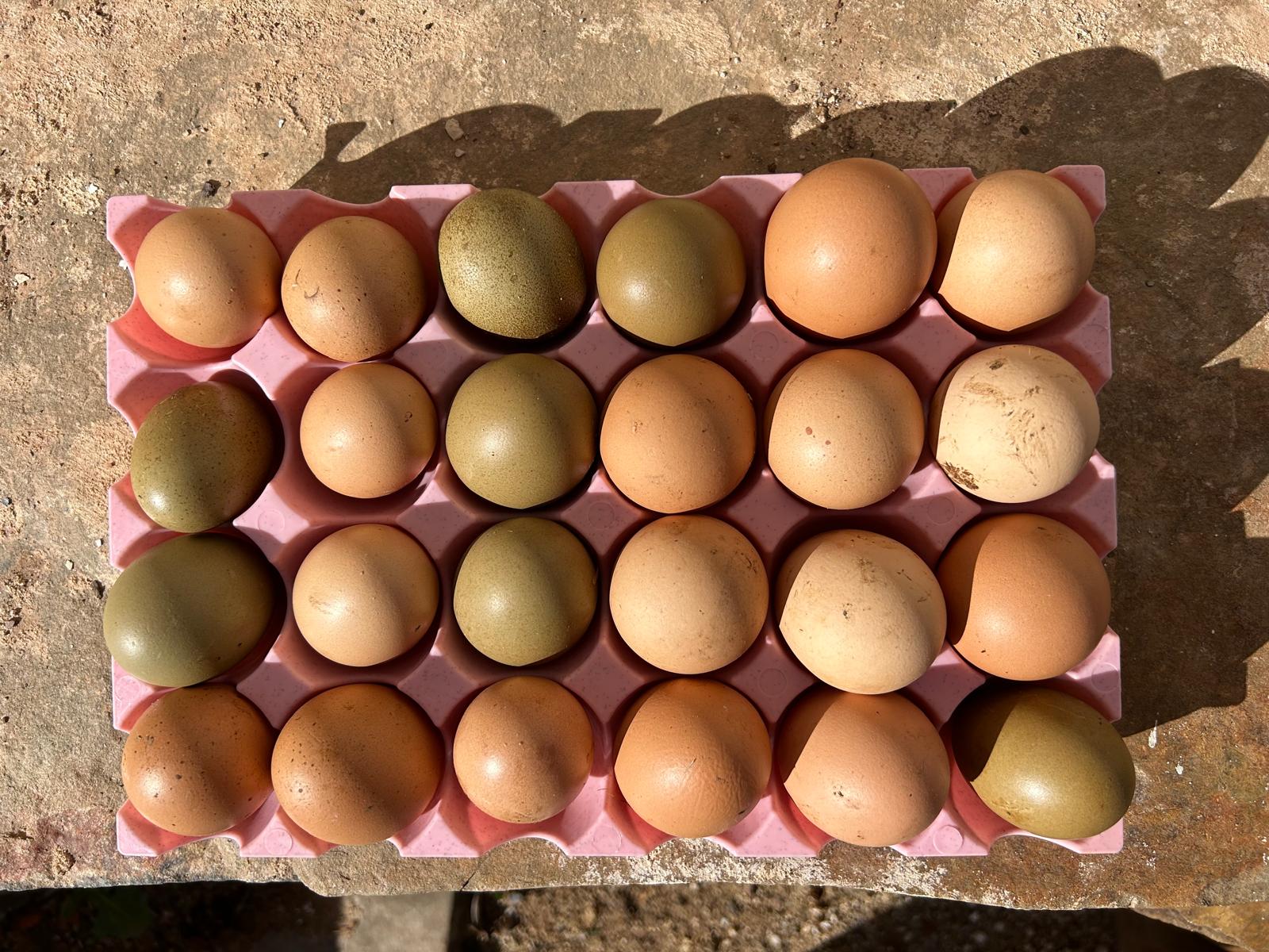 Farm produce close-up 3